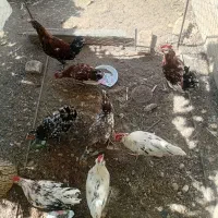 خروس گلین