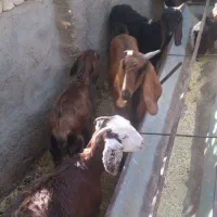 بزو بزغاله پاکستانی|حیوانات مزرعه|مشهد, کلاکوب|دیوار