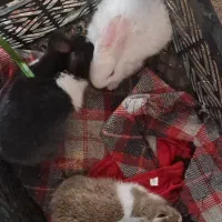 خرگوش|موش و خرگوش|بیرم, |دیوار