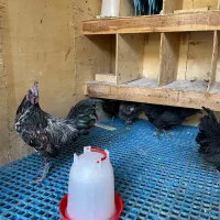 مرغ و خروس لاکندزی