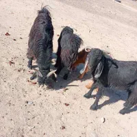 تعداد چهارتا تروشت فروشی بصورت تکی و یک جاه