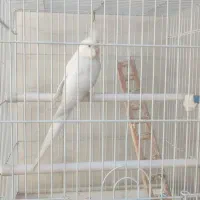 عروس هلندی دستی وسخن گو با قفس ۵ملیون