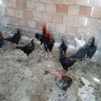 مرغ و خروس|حیوانات مزرعه|پاکدشت, پاکدشت (مامازند)|دیوار