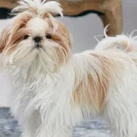 سگ شیتزو تریر