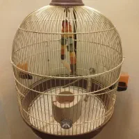 قفس پرنده ایستاده