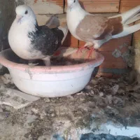 دوعدد کبوتر