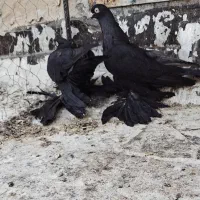 کبوتر قره وقرمز|پرنده|اهر, |دیوار