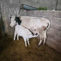 گاوو گوساله درجه یک