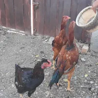 سه عدد جوجه خروس اعلا بسیار شاد|حیوانات مزرعه|مشهد, شهرک مهر آباد|دیوار