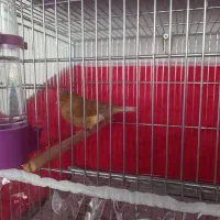 جوجه قناری گلاستر