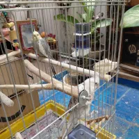 عروس هلندی نر ماده+قفس نو+با لوازم کامل ۲ میلیون|پرنده|ری, دیلمان|دیوار