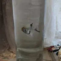 واگذاری رایگان ماهی آنجل مولد جفت خورده