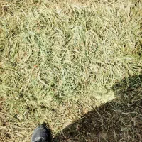 یونجه درجه یک چین اول