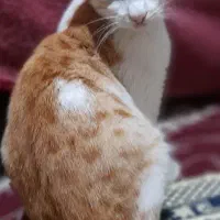 واگذاری گربه خانگی|گربه|رشت, آب و برق|دیوار