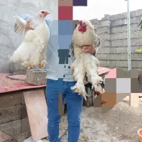 تخم نطفه داربرهما نژاد دار و مرندی سیاه