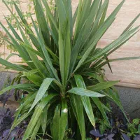 گل یوکا چند سر|گل و گیاه طبیعی|فیروزآباد (فارس), |دیوار