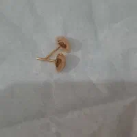 گل گوش میخی