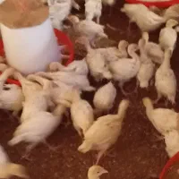 جوجه بوقلمون بیوتی زرین 6|حیوانات مزرعه|حبیب آباد, |دیوار