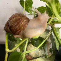 فروش حلزون ارایشی