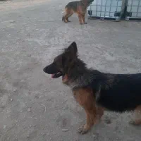 سگ ژرمن نر وماده
