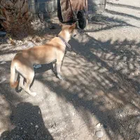 سگ ژرمن|سگ|رودان, |دیوار