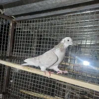 کبوتر پرشی عالی