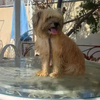 سگ واگذار می گردد|سگ|رباط‌کریم, انجم آباد|دیوار