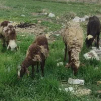 میش شیره دار