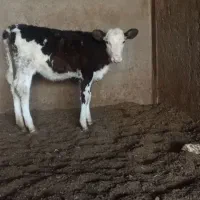 نر و ماده گوسا