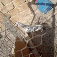 مینا شامی|پرنده|تربت‌حیدریه, اندیشه|دیوار