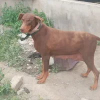 دوبرمن بلوطی