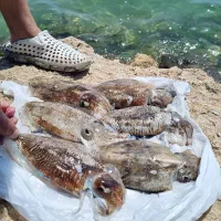 ماهی مرکب صید امروز