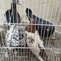 ۵ عدد کبوتر صید