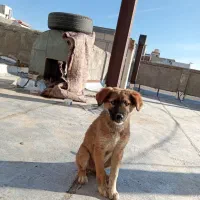 با سلام توله نر باهوش وزرنگ وبحرف کن