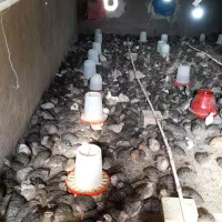 فروش بلدرچین