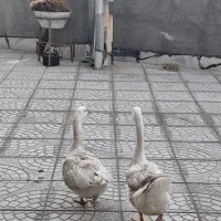 دو عدد قاز  نر ماده