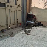 بلدرچین اهلی ورام