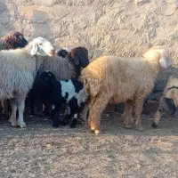 فروش میش داشتی|حیوانات مزرعه|سمیرم, |دیوار