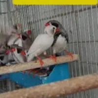 فنچ لپی مولد ۷ عدد بالغ بزرگ|پرنده|سیرجان, |دیوار