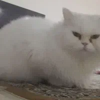 گربه پرشین