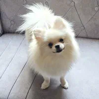 پامر ماده بالغ پامرانین|سگ|تهران, توحید|دیوار