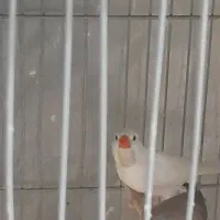 فنج گلوبرید.کینگ انگلیسی.نرگسی.کرواتی|پرنده|کرج, شاهینویلا|دیوار