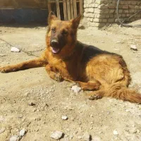 یک قلاده سگ ژرمن ماده اصیل اصیل