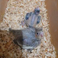 جوجه عروس هلندی