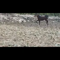 کره اسب مادیون|اسب و تجهیزات اسب‌سواری|کازرون, |دیوار