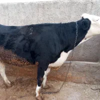 گاو سمینتال هیکلی وجوان