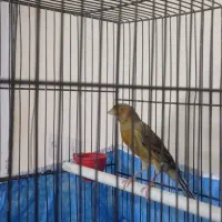 قناری نر سبز سوخته|پرنده|ملایر, |دیوار