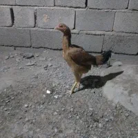 خروس و ماده مرغ|حیوانات مزرعه|ایرانشهر, |دیوار