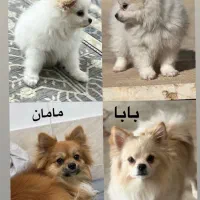 سگ پامر|سگ|آباده, |دیوار