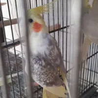 جفت عروس هلندی مولد دوکت لوتینو